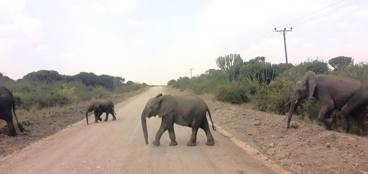Queen_Elizabeth_National_Park_1.jpg
