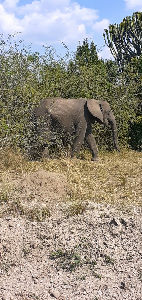 Queen_Elizabeth_National_Park_4.jpg